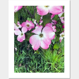 Dogwood Flowers in Spring Posters and Art